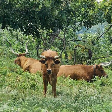 Vale Da Misarela Villa