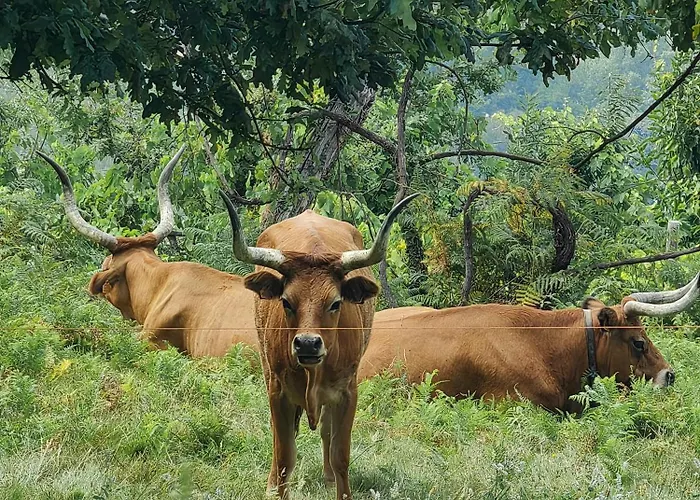 Vale Da Misarela Βίλα